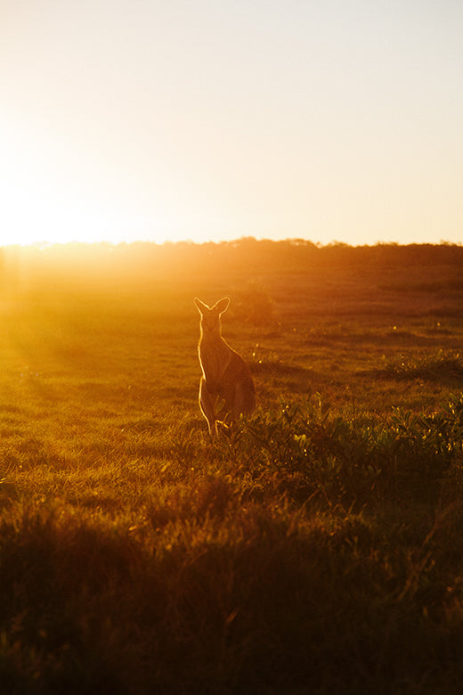 Kangaroos #29