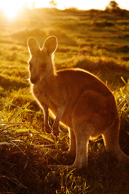 Kangaroos #30