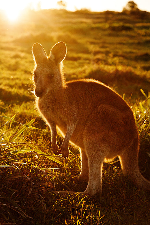 Kangaroos #30