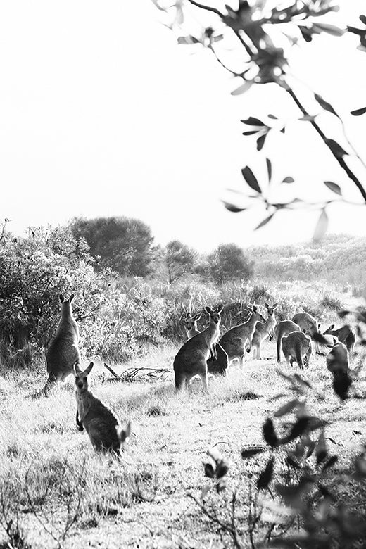 Kangaroos #31