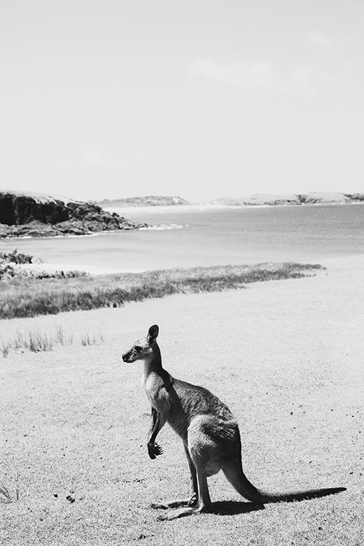 Kangaroos #32