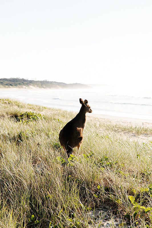 Kangaroos #33