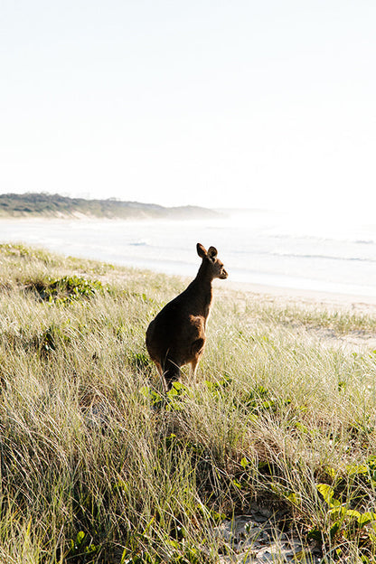 Kangaroos #33