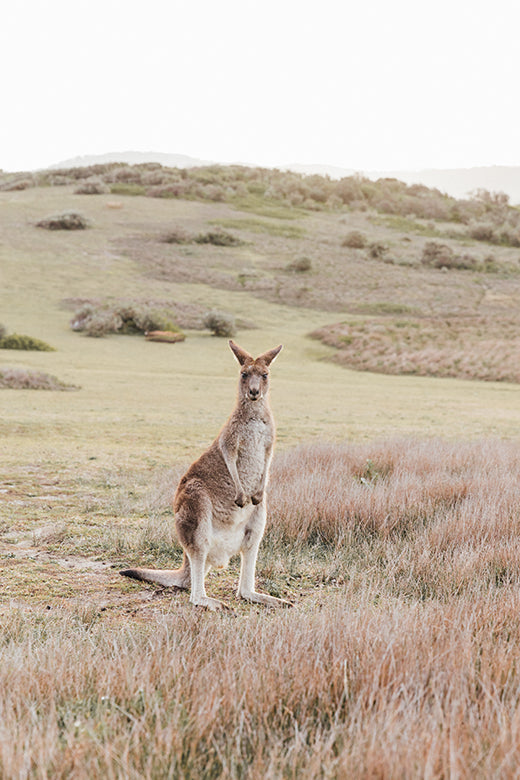 Kangaroos #6