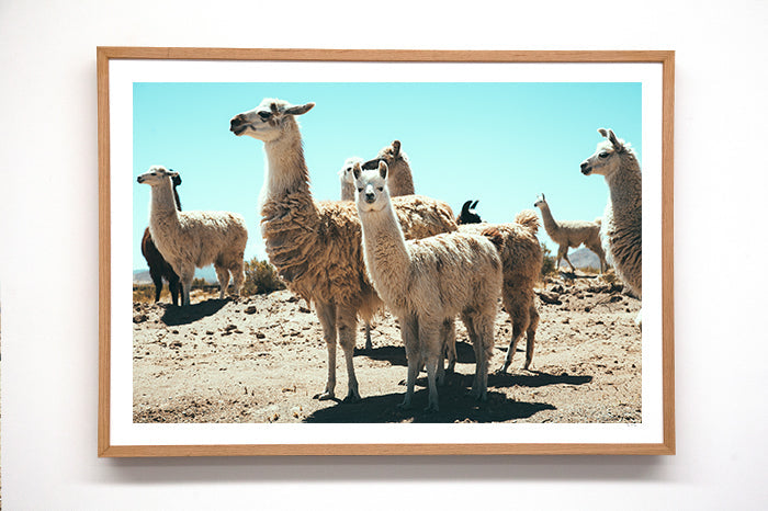Llama #12