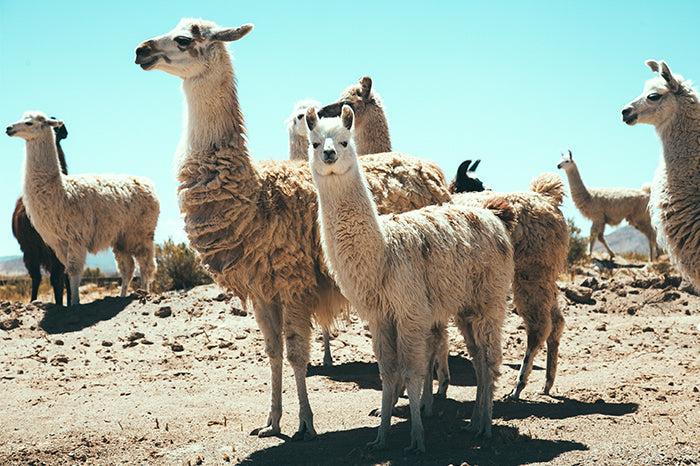 Llama #12