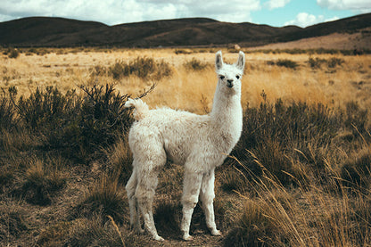 Llama #19