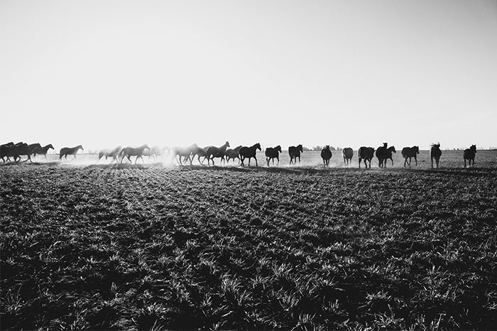 Lined Up