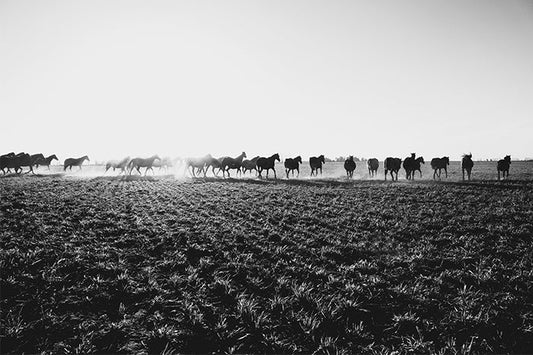 Lined Up