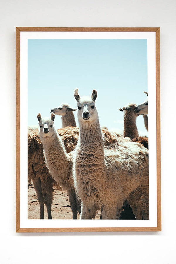 Llama #1