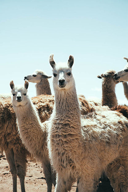 Llama #1