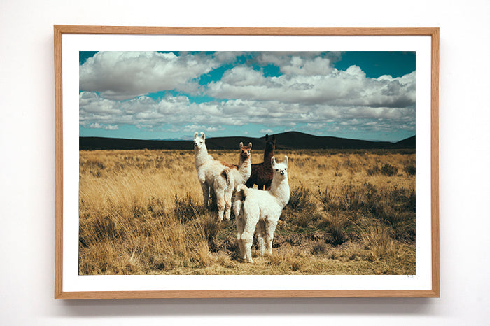 Llama #5