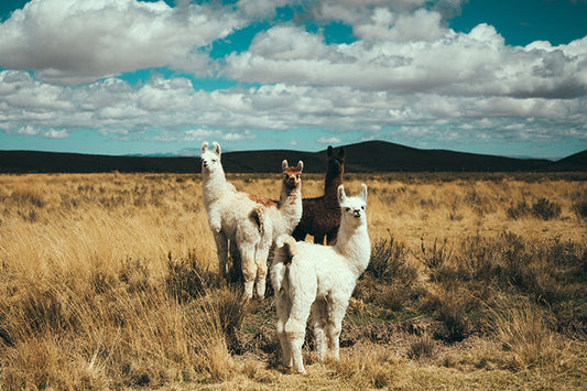 Llama #5