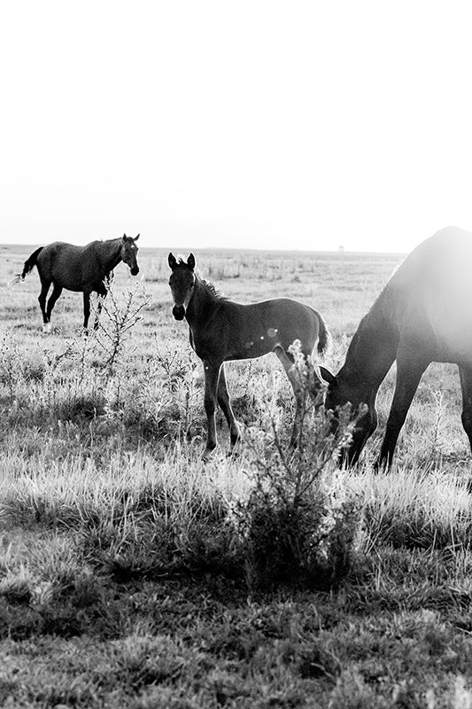 New Born II