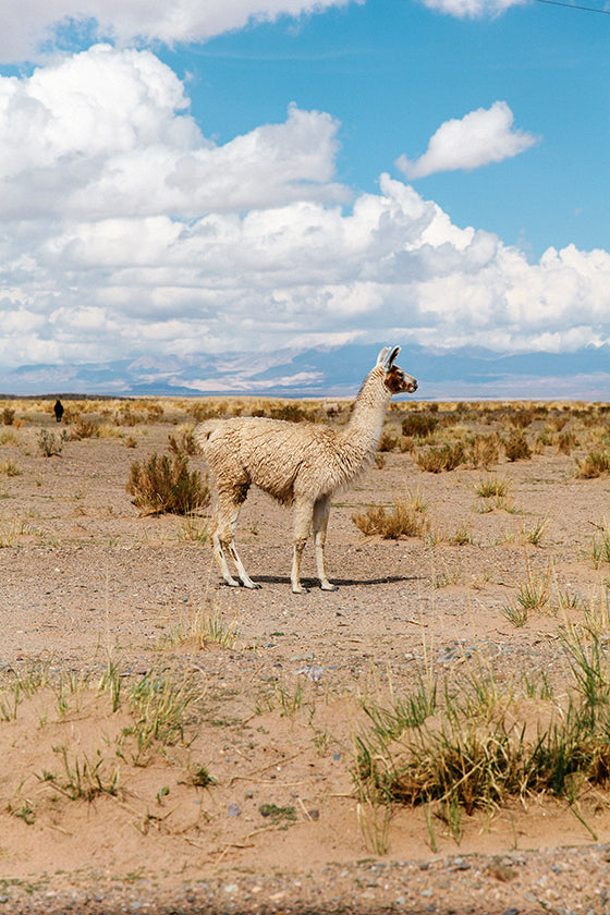Llama #24