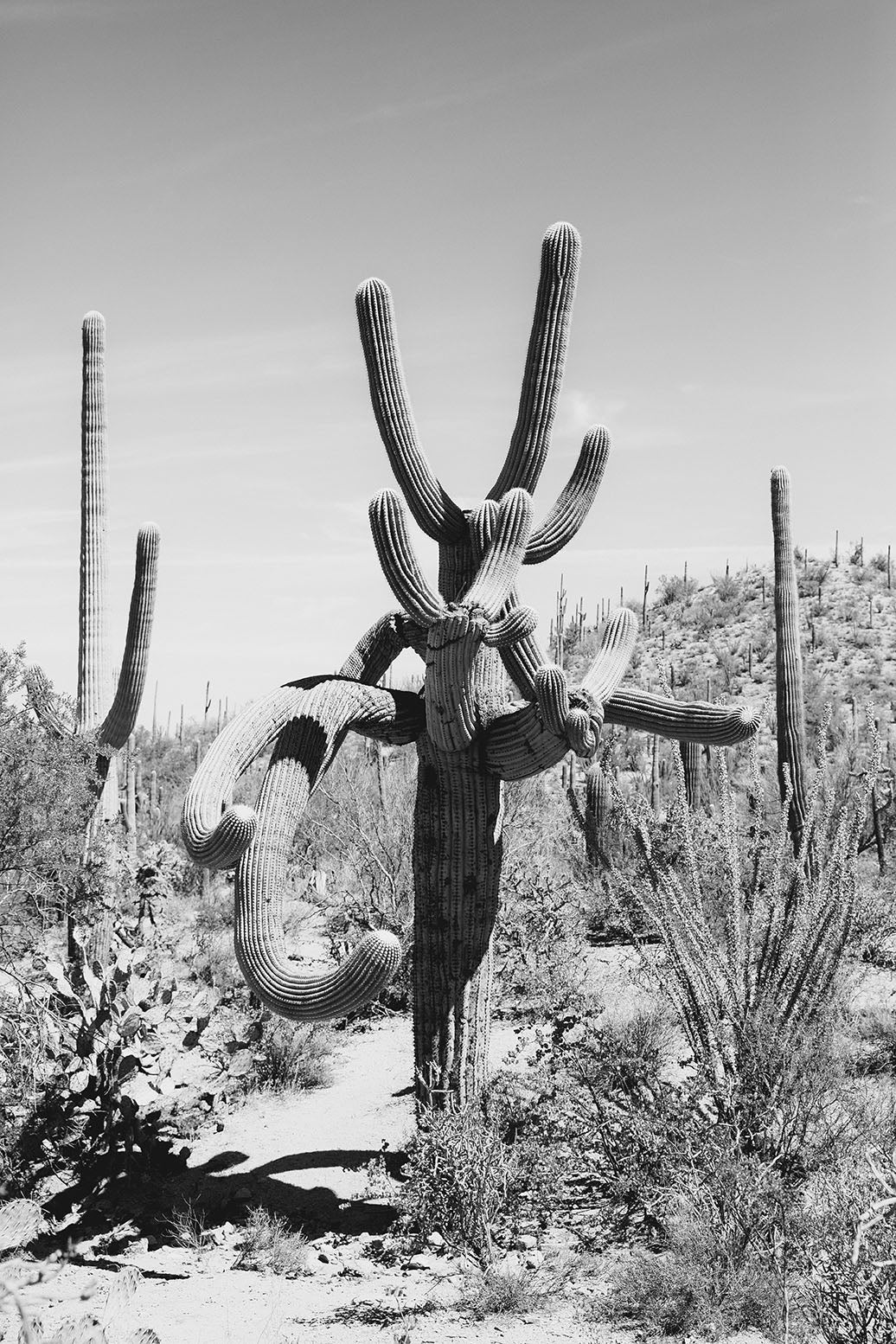 Saguaro #1