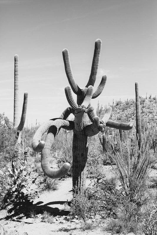 Saguaro #1