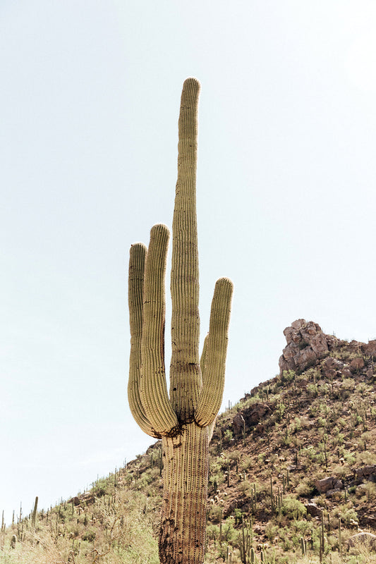Saguaro #8