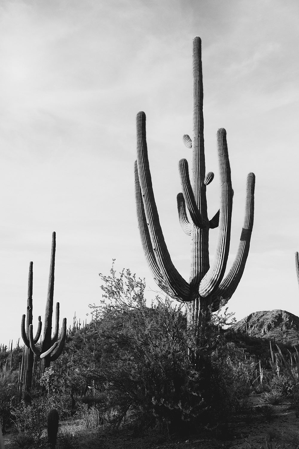Saguaro #10