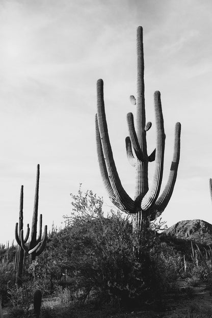Saguaro #10