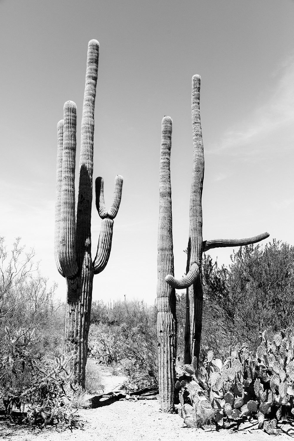 Saguaro #11