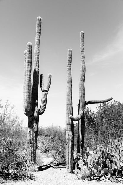 Saguaro #11