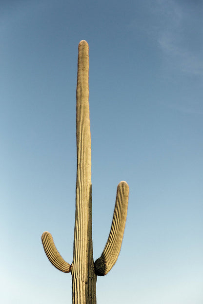 Saguaro #12