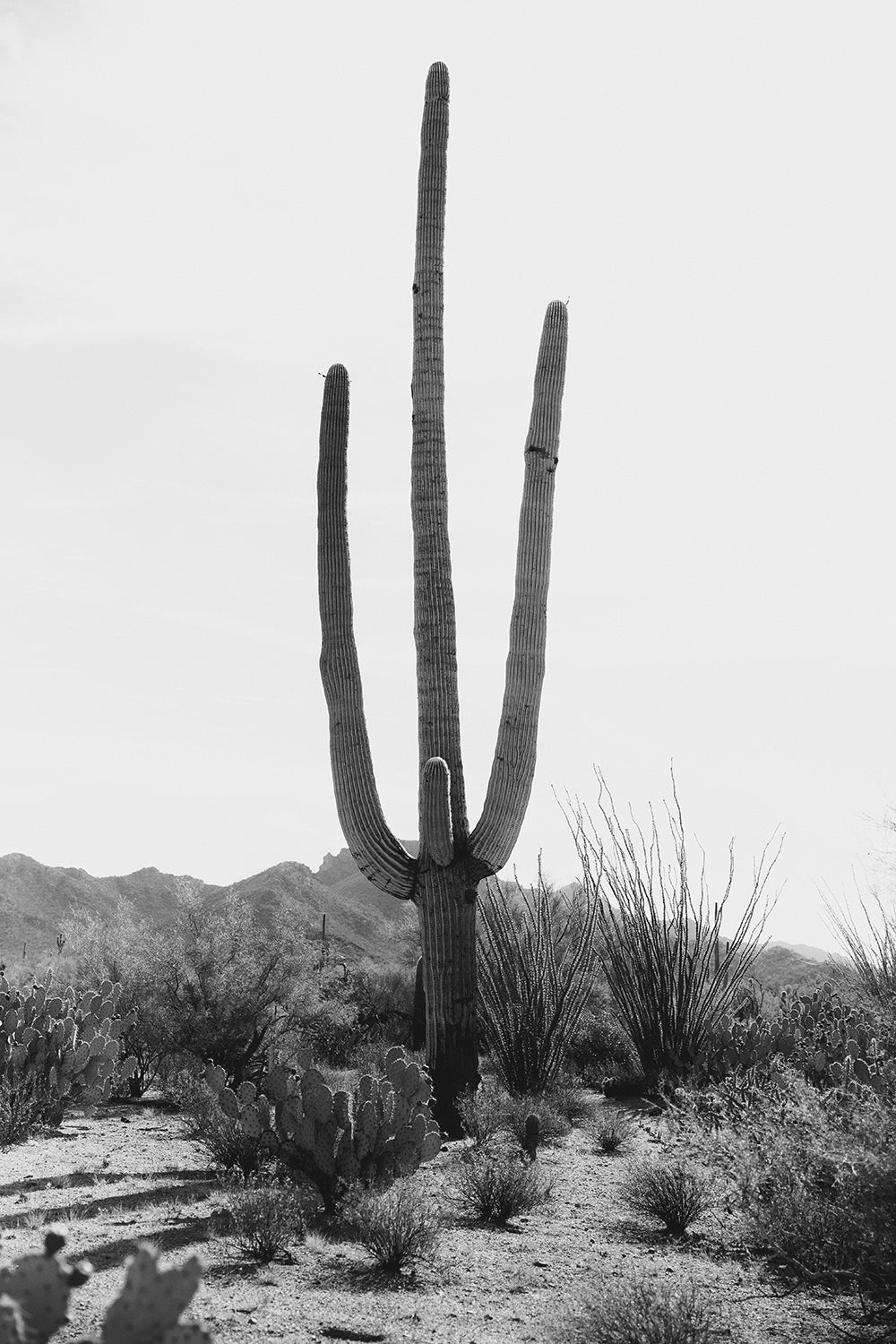 Saguaro #13
