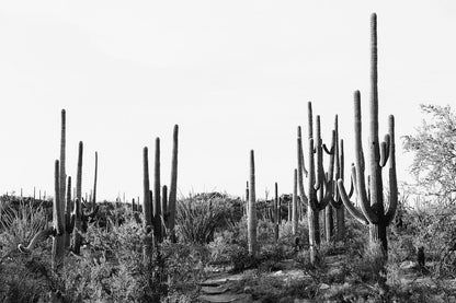 Saguaro #2