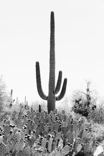Saguaro #4 B&W