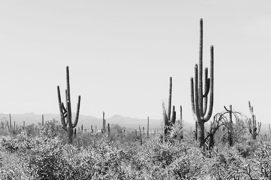 Saguaro #16