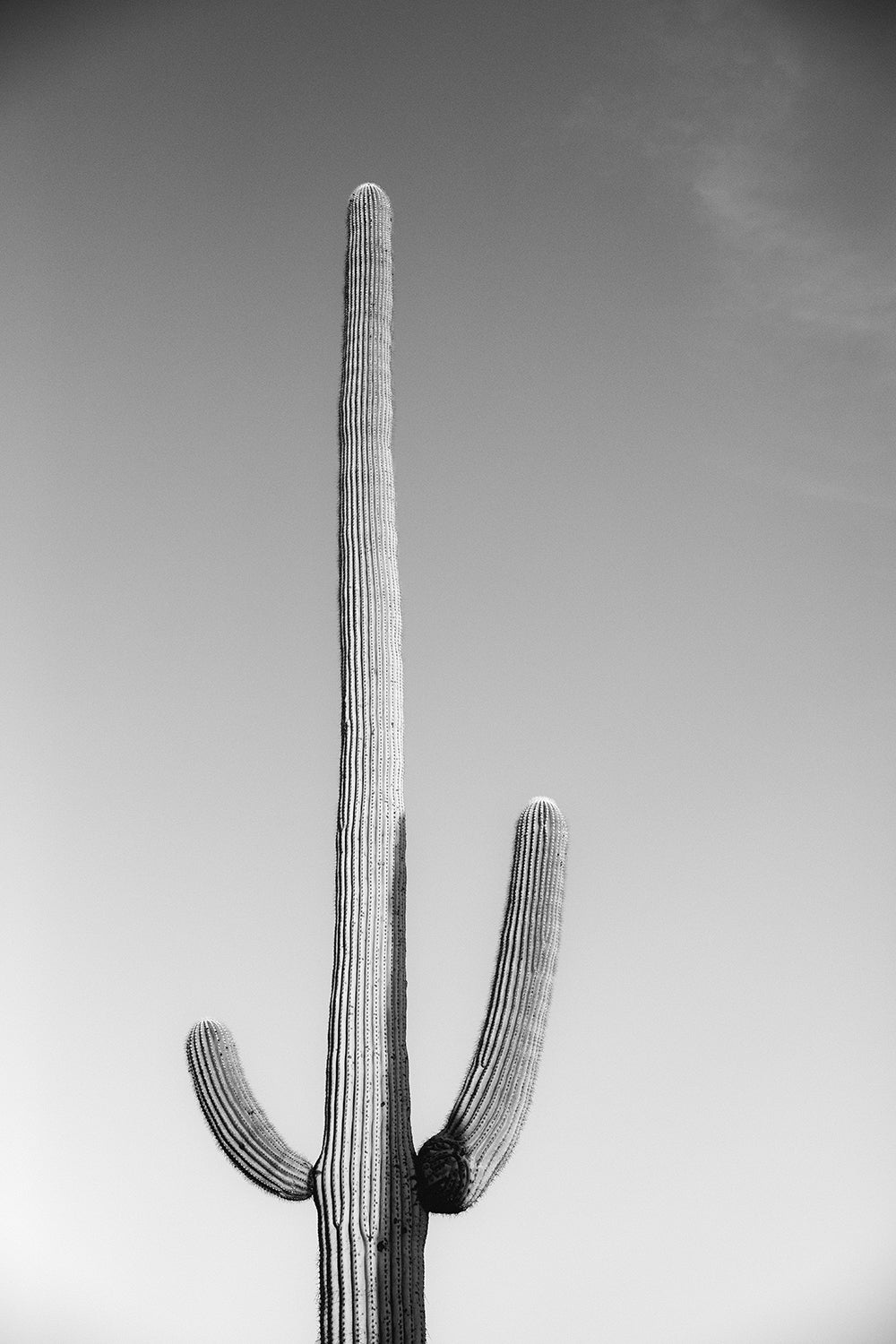 Saguaro #12 B&W
