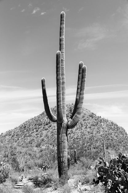 Saguaro #20