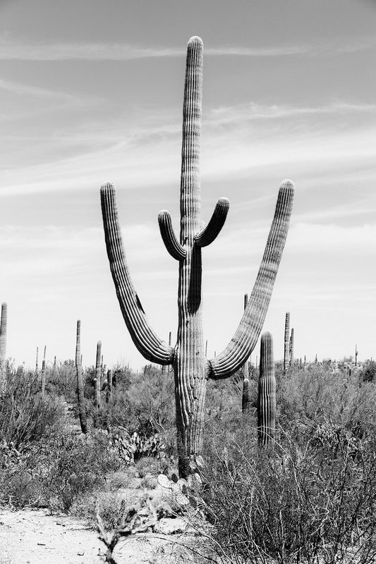 Saguaro #21