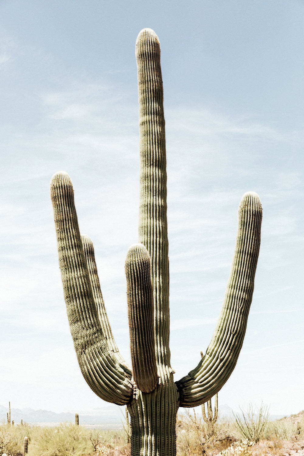 Saguaro #22
