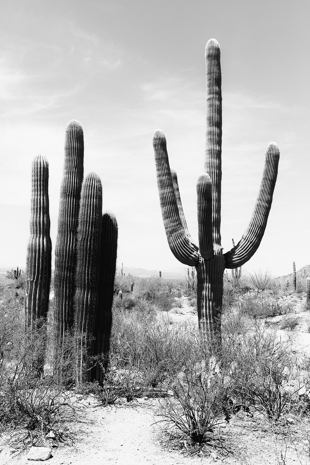 Saguaro #6 B&W