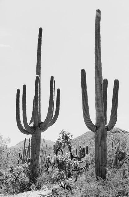 Saguaro #3