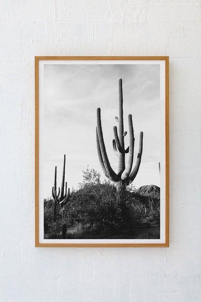 Saguaro #10