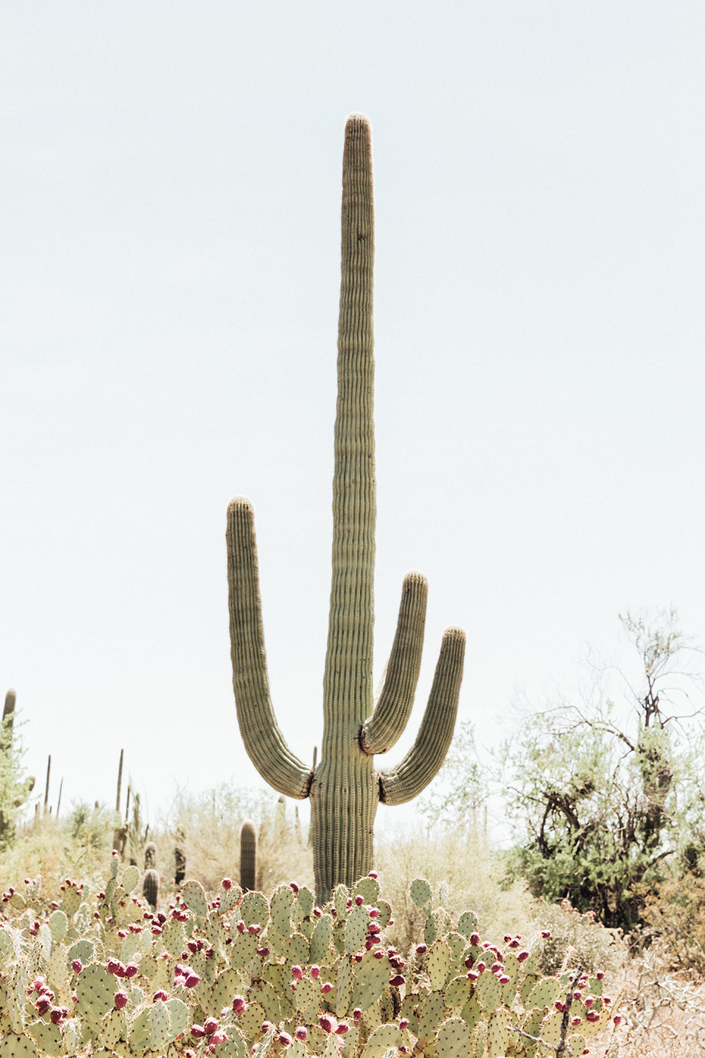Saguaro #4