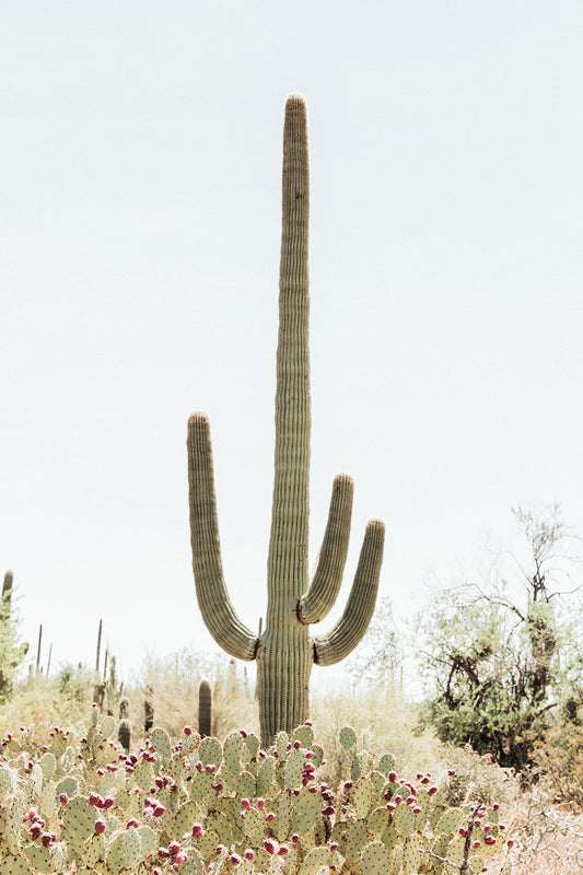 Saguaro #4