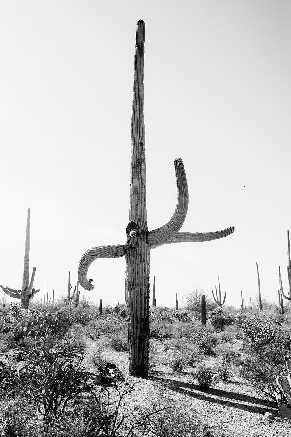 Saguaro #5