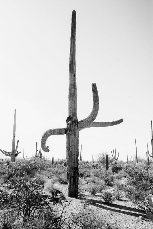 Saguaro #5