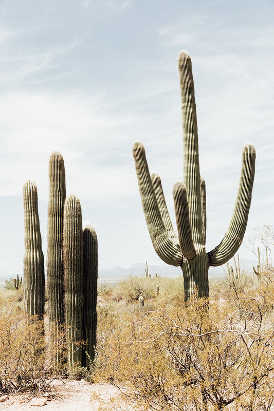 Saguaro #6