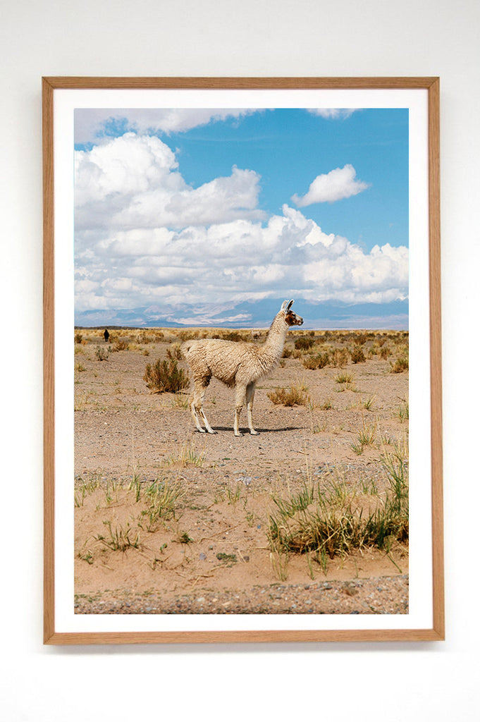 Llama #24