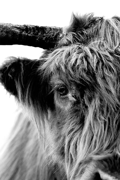 The Stare B+W