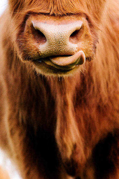 The Taste of Grass