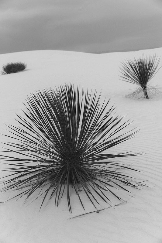 White Sands #11