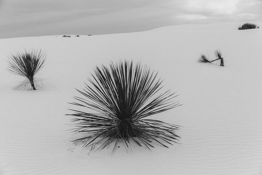 White Sands #13