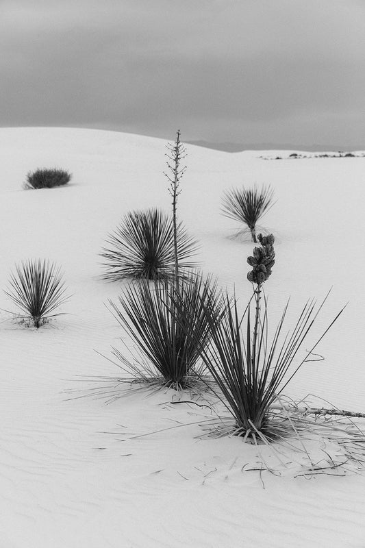 White Sands #14