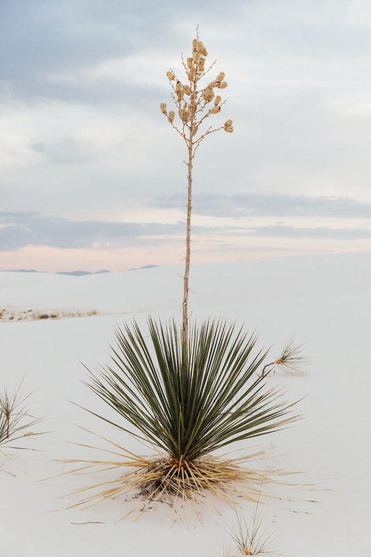 White Sands #15